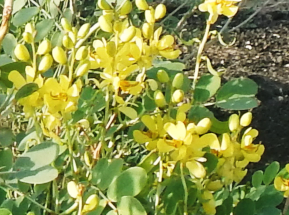 dall''Etiopia: Senna sp. (Fabaceae)